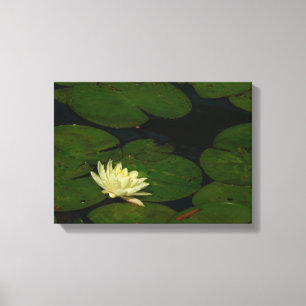 Impressão Em Tela White Waterlily I Peaceful Floral Fotografia