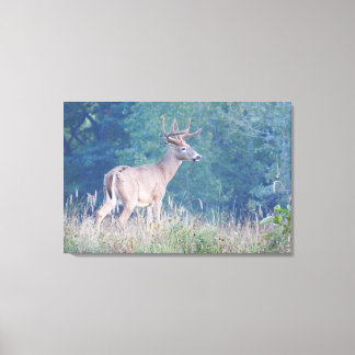 Impressão Em Tela Whitetail Buck Nature Portrait