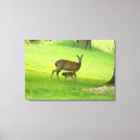 Whitetail Deer (Doe) e Fawn