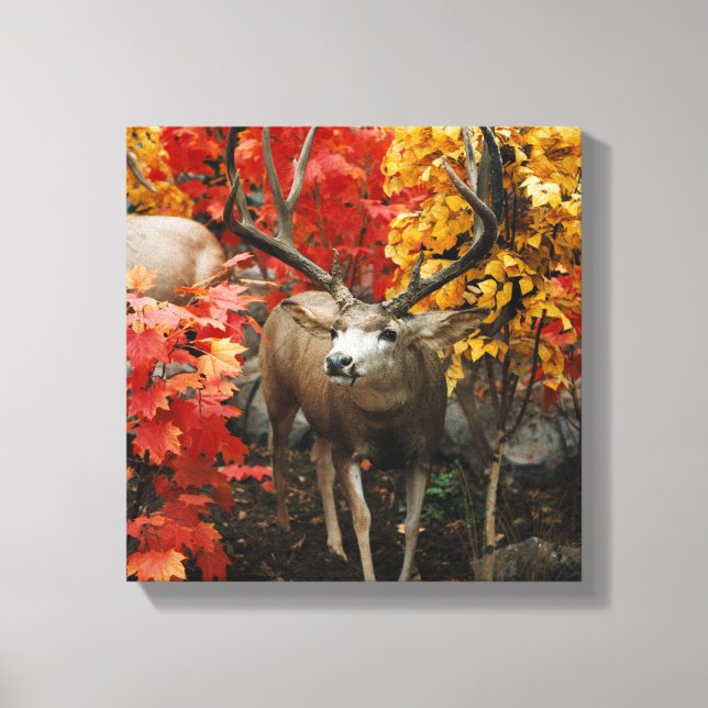 Impressão Em Tela Whitetail No Outono (Frente)