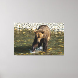 Impressão Em Tela Wild Grizzly Tentando Pegar Salmão No Toba In