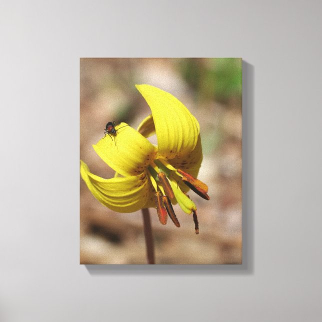 Impressão Em Tela Wilt Trout Lily Flower E Firefly Amigo (Frente)