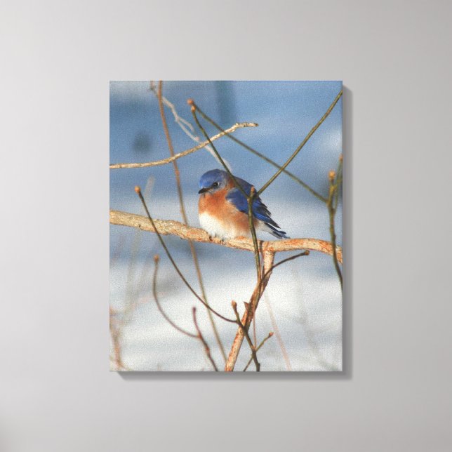 Impressão Em Tela Winter Bluebird Nature (Frente)