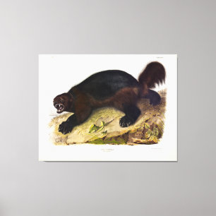 Impressão Em Tela Wolverine ou Wolverene (Gulo gulo) por Audubon