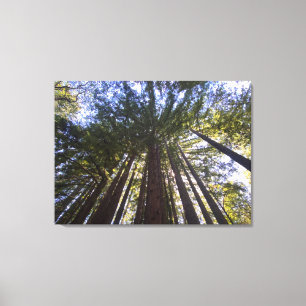 Impressão Em Tela World2Celebrate: Blues de Sequoia
