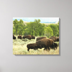 Impressão Em Tela Wyoming Bison Nature