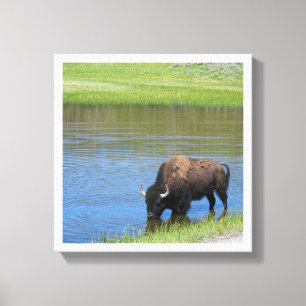 Impressão Em Tela Yellowstone American Bison em Pond