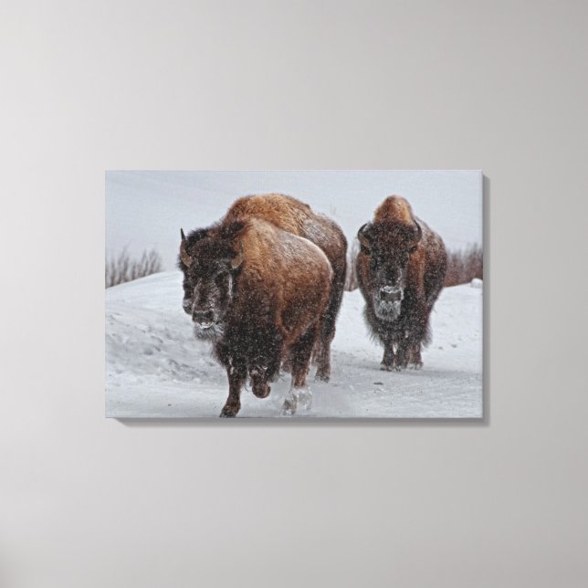 Impressão Em Tela Yellowstone Bison (Frente)