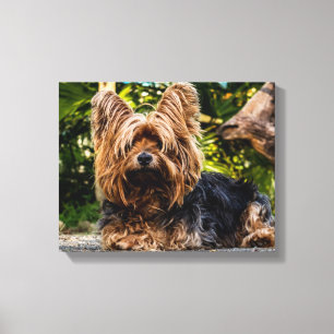 Impressão Em Tela Yorkie