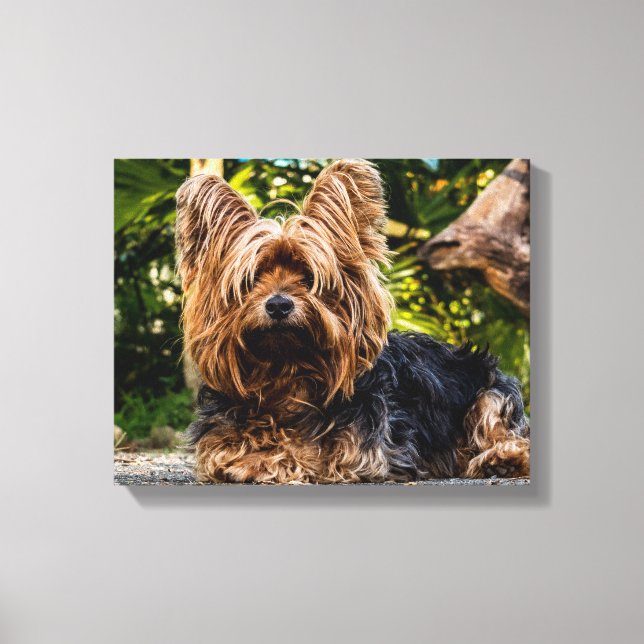 Impressão Em Tela Yorkie (Frente)