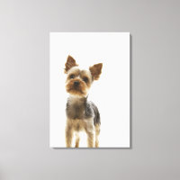 Yorkshire Terrier 2