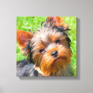 Impressão Em Tela Yorkshire Terrier olhando para cima