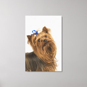 Impressão Em Tela Yorkshire terrier/Yorkie. Raça vívida de