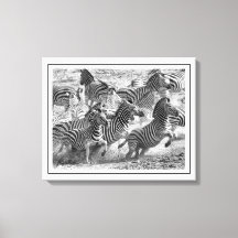 Zebra de Belas-Artes, em preto e branco, moderna