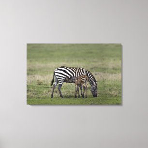 Impressão Em Tela Zebra e potro dos cuidados, Tanzânia