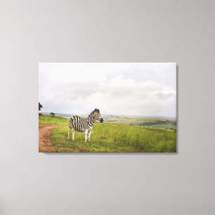 Impressão Em Tela Zebra no campo, África do Sul