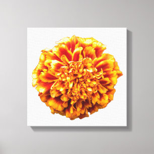 Impressão Em Tela Zinnia