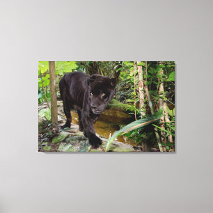 Impressão Em Tela Zoológico da Cidade de Belize. Pantera negra