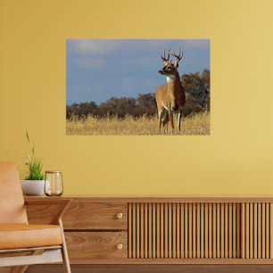 Impressão emoldurada de Whitetail Buck