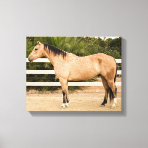 Impressão empoeirado 11x14 das canvas do cavalo