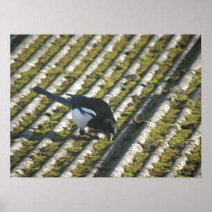 Impressão engraçado do Magpie