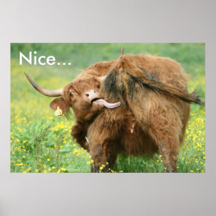 Impressão engraçado do poster da vaca de Aberdee