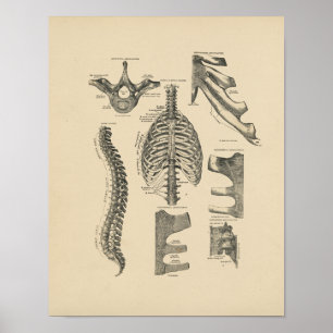 Impressão espinal da anatomia 1880 do vintage