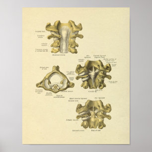 Impressão espinal dos ossos da anatomia das