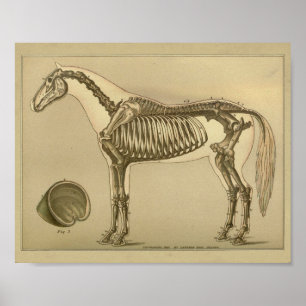 Impressão esqueletal da anatomia do cavalo