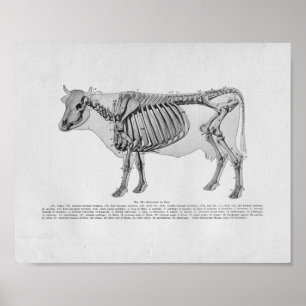 Impressão esqueletal do vintage da anatomia da