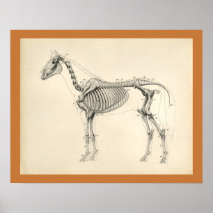 Impressão esqueletal veterinário da anatomia do