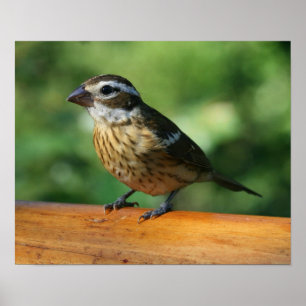 Impressão fêmea do pássaro do Grosbeak do