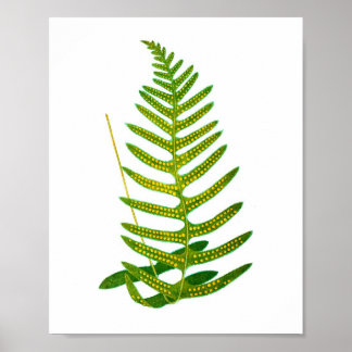 Impressão Fern nº 2 Arte Botânica
