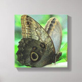 Impressão Floral de Borboleta em Tela