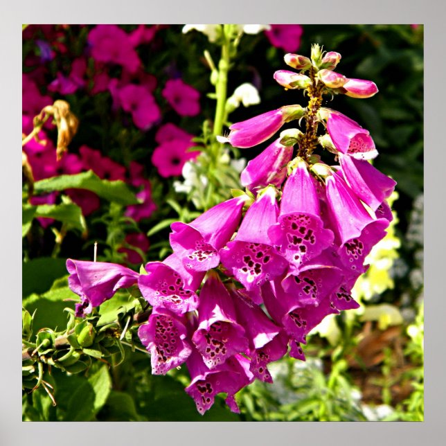impressão floral de foxglove rosa (Frente)