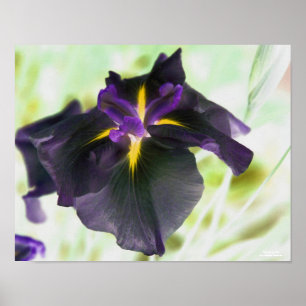 Impressão Floral Iris Japonês Iluminado