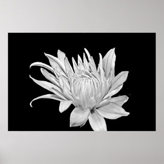 Impressão Floral preto-e-branco