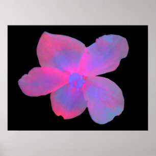Impressão fluorescente da flor da begónia
