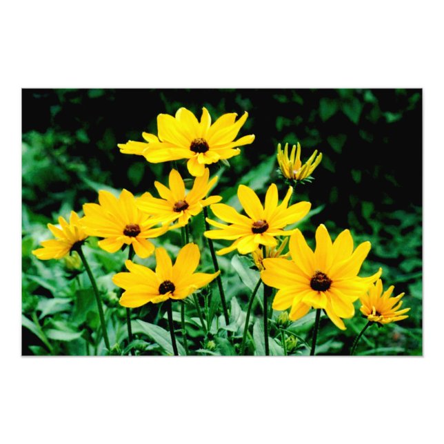 Impressão fotográfica 'Black Eyed Susans' (Frente)