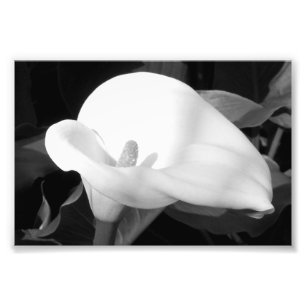 Impressão Fotográfica Cala Lily