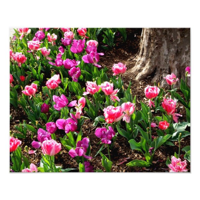 Impressão fotográfica 'Campo da Primavera' (Frente)