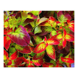 Impressão fotográfica 'Coleus Colorido'