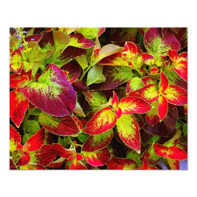 Impressão fotográfica 'Coleus Colorido' (Frente)