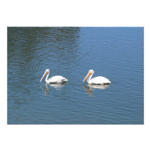 impressão fotográfica de casal de pelicanos nadand