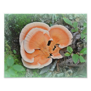 Impressão Fotográfica de Cogumelo Galinha-da-Flore