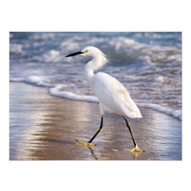Impressão fotográfica de Garça na costa (Frente)