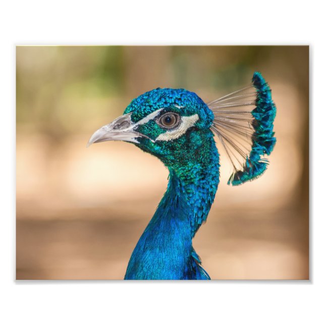 Impressão Fotográfica de Pavão (Frente)