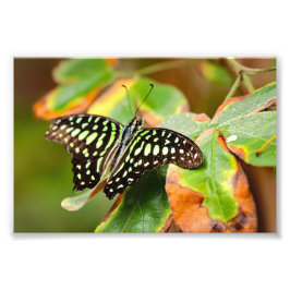 Impressão fotográfica de Tailed Jay