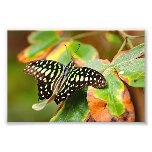 Impressão fotográfica de Tailed Jay (Frente)