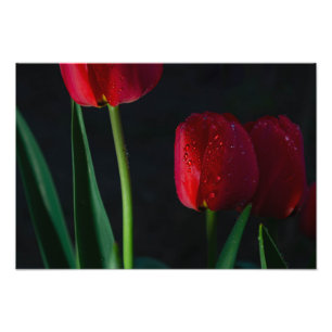 Impressão Fotográfica de Tulipas